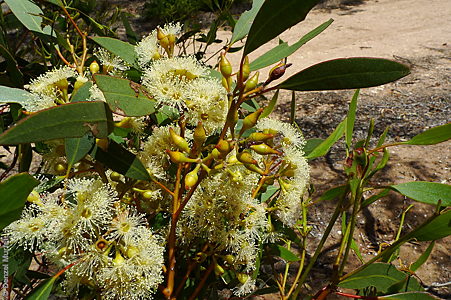 Eucalyptus socialis ssp. viridans f Denzel Murfet Nurragi